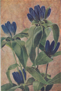 Closed or Blind Gentian